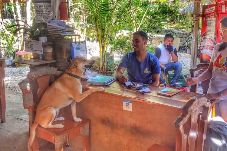 パングラオ Bohol Coco Farmホステル エクステリア 写真