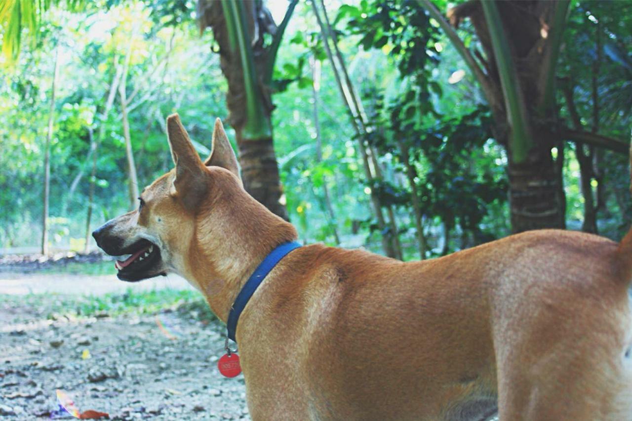 パングラオ Bohol Coco Farmホステル エクステリア 写真